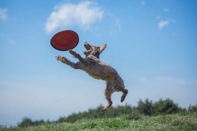 dog-jumping-at-frisbee