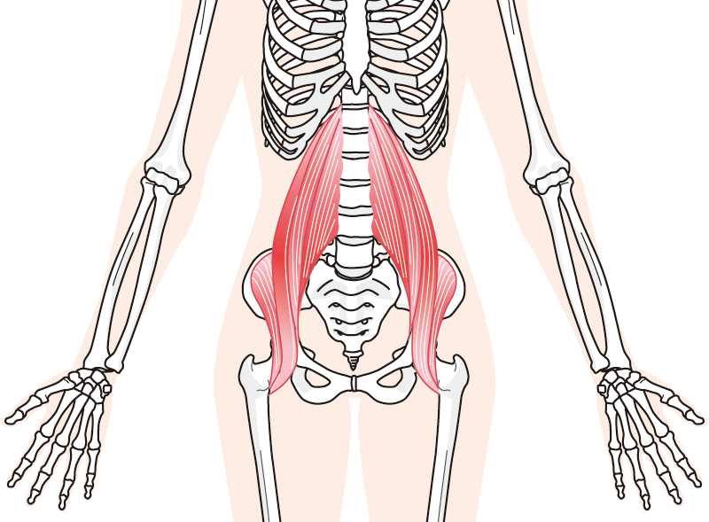 Inner-muscle-and-skeleton
