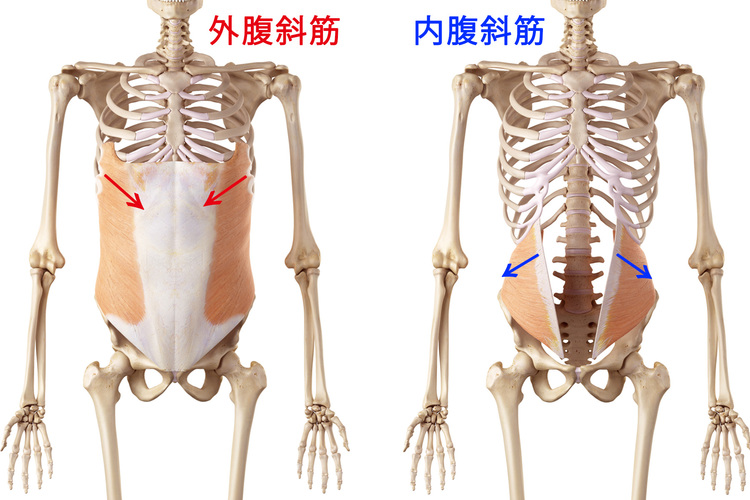 Internal-oblique-and-external-oblique-muscles