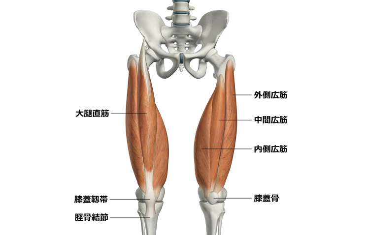 Foot-muscl-introduction