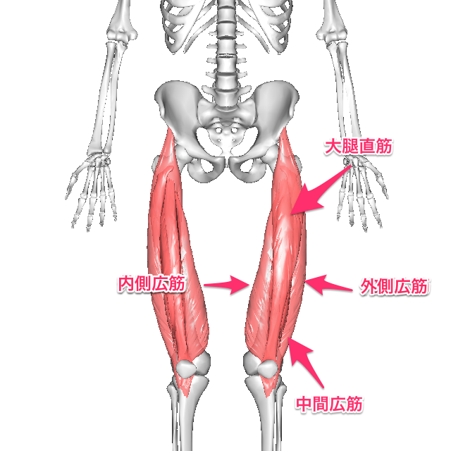 Muscle-illustration