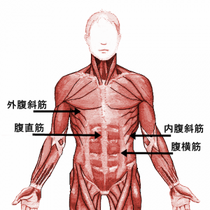 Muscle-illustration