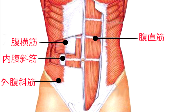 Muscle-introduction-around-the-belly