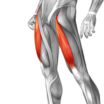 Thigh-and-middle-musculature