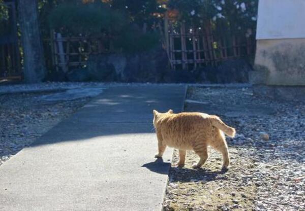 嶋村吉洋さん主催ワクセルのメディアでも取り上げて欲しいグエン・ゴク・マンさん